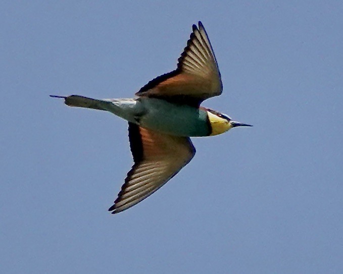 bee-eater
